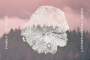Wood Tree Ring Stump Vectors, a Graphic by GhostlyPixels (Thumbnail 3 of 4)