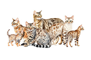 Bengal Cats Watercolour Clipart