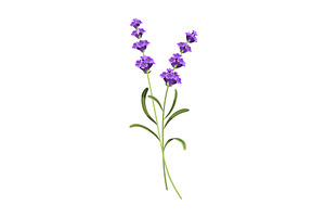 Lavender. Vector illustration of, an Object Illustration by the8monkey