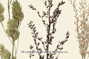 Airy Grassland — Fine Grasses & Seed, an Object Graphic by Aga Silva (Thumbnail 5 of 5)