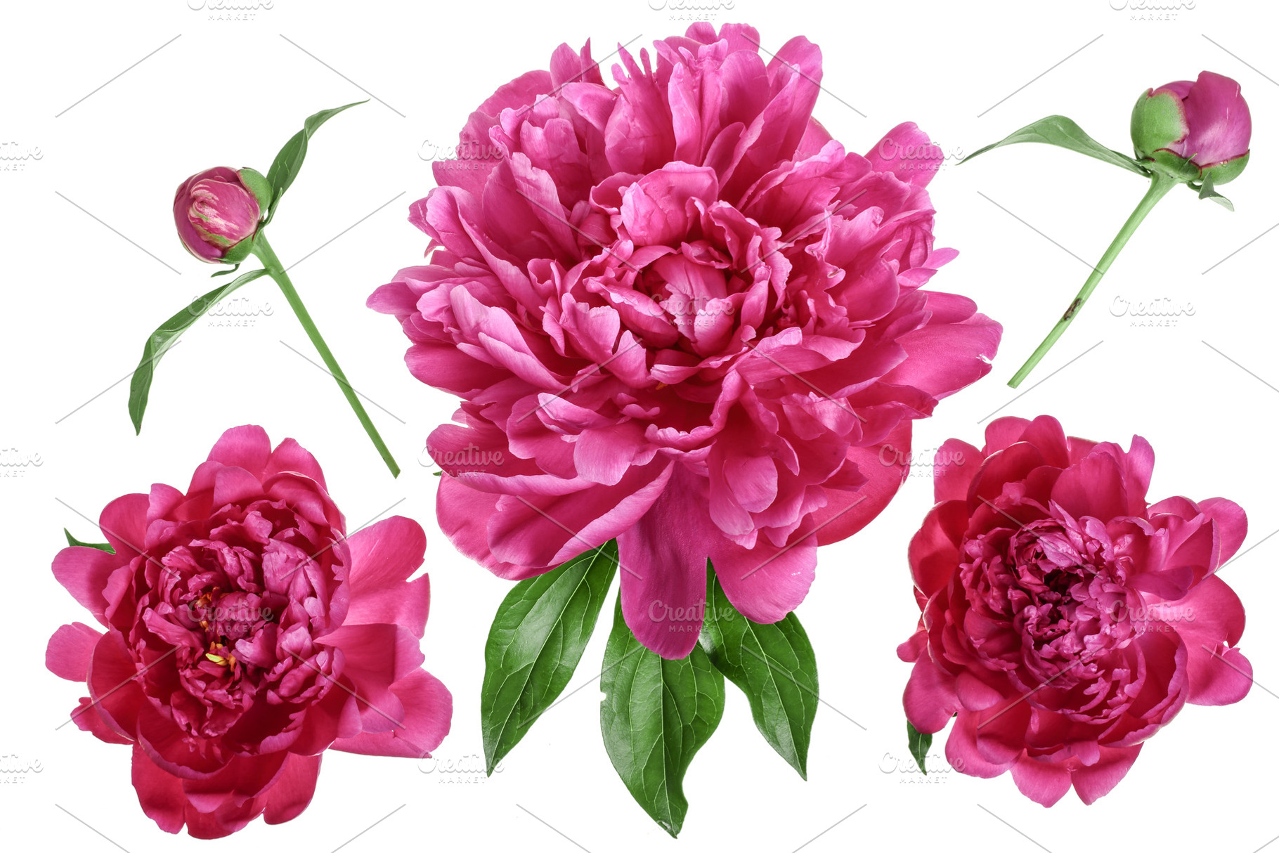Pink peony flower isolated on white stock photo containing peony and flower, a Nature Photo by NataPhoto