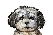 Poodle Cross Breeds 27 Dogs/Puppies, an Animal Illustration by Dneprstock (Thumbnail 15 of 27)