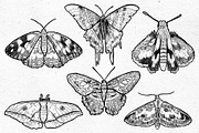 Moths Line Art Graphic Bundle, an Illustration by voidea (Thumbnail 2 of 2)