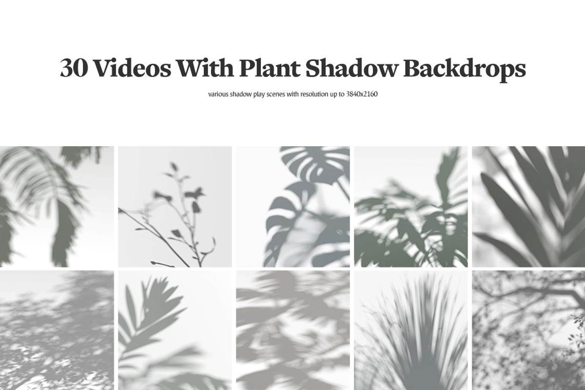 Plant Shadow Backdrops Video Bundle, a Mockup by rebrandy (Photo 2 of 24)