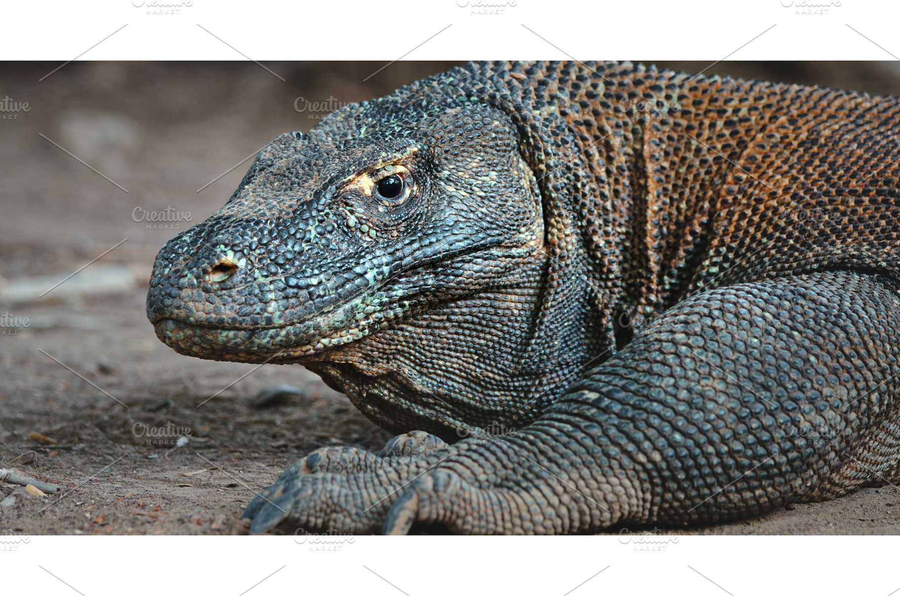 Komodo dragon resting on Rinca, an Animal Photo by Goinyk