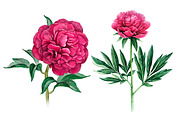 Watercolour illustrations of peonies, a Pattern Graphic by Sundra (Thumbnail 1 of 9)