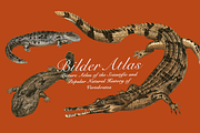 Vintage Vertebrate Animal Atlas, an Object Graphic by Lilithcollageart (Thumbnail 8 of 14)