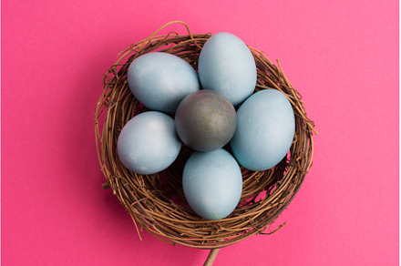 Blue easter hen eggs on dark pink, a Holiday Photo by Lifemorning