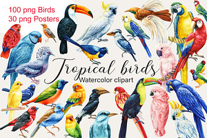 Tropical birds watercolor clipart