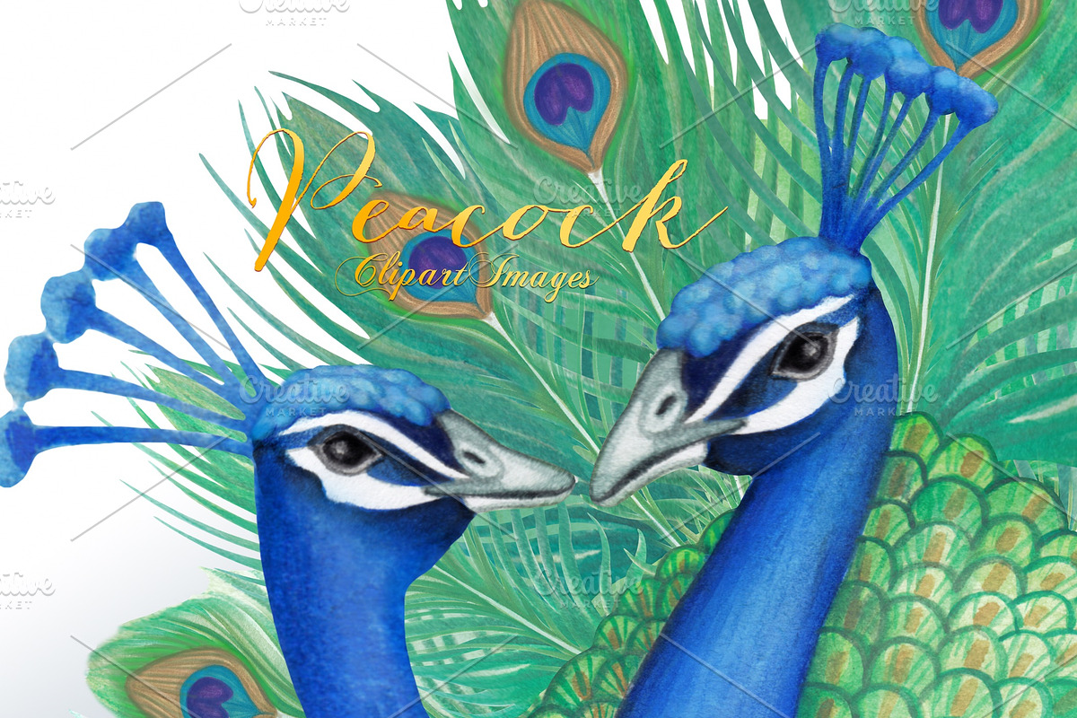 Watercolor Peacock Clipart Images, an Illustration by Whimseez (Photo 1 of 4)