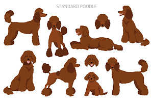 Standard Poodle Clipart