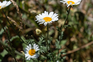 White daisy flowers in a meadow, a Nature Photo by Anna Bogush