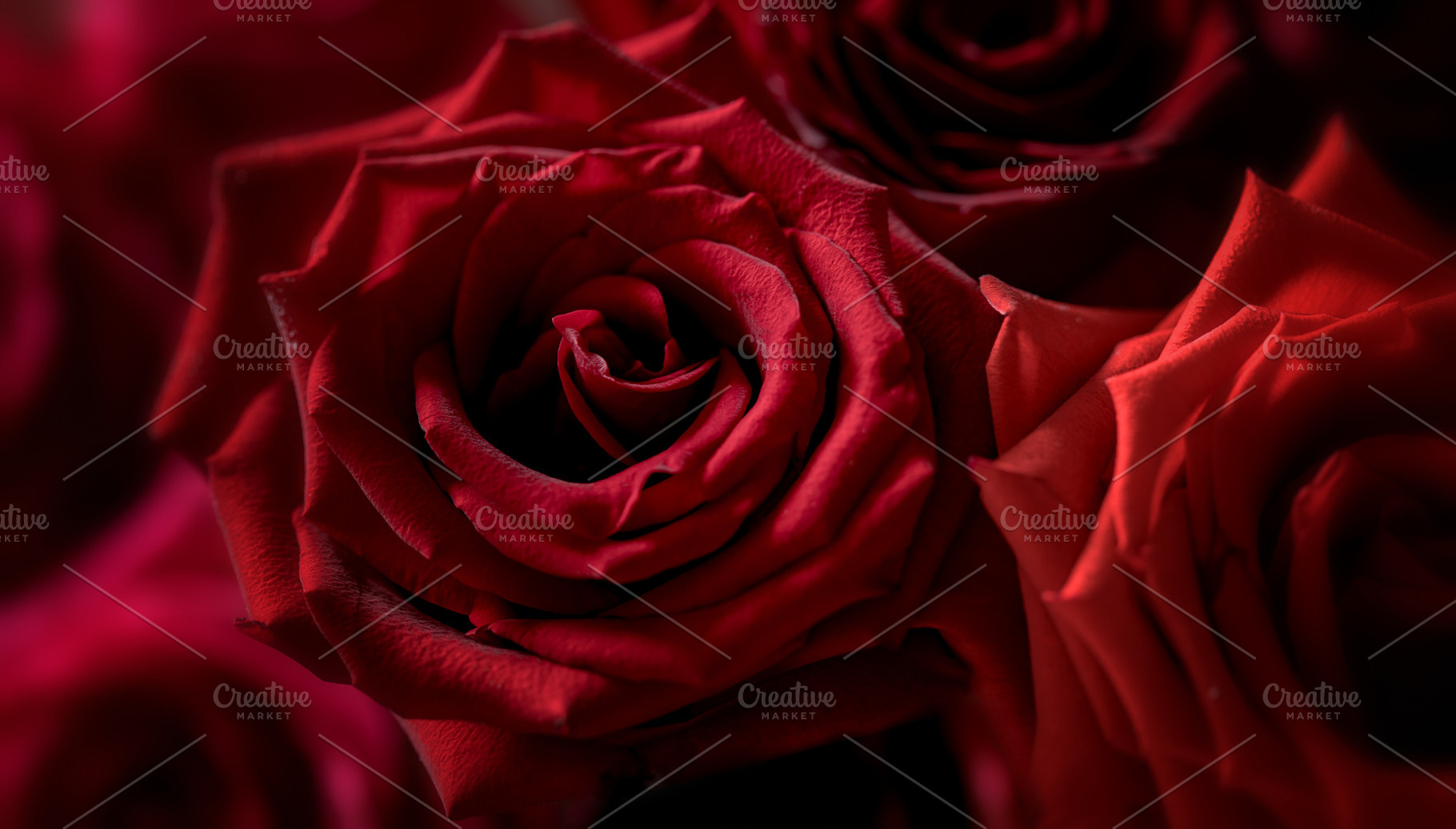 Red rose flowers close-up, a Nature Photo by J&M Diversity