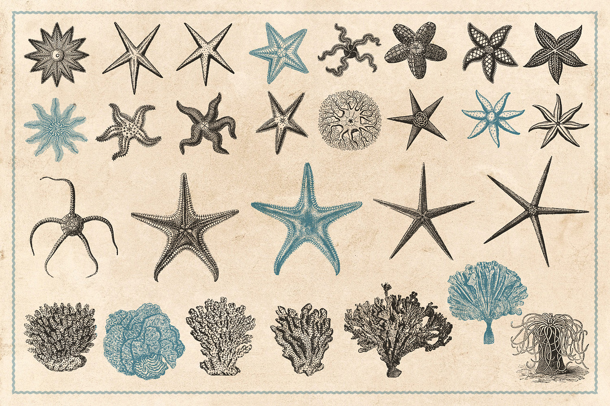 154 Vintage Sea Illustrations, an Animal Illustration by Brigantine Designs (Photo 9 of 10)