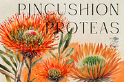 Pincushion Protea Flowers, a Decorative Illustration by Karliefie (Thumbnail 1 of 8)