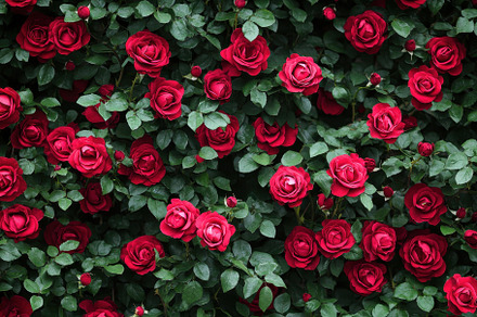 Stunning closeup of vibrant red rose, a Photo by Iftikhar Alam