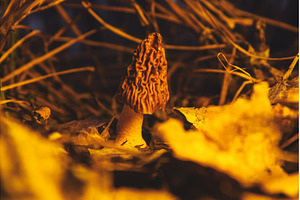 Edible Morel Mushroom on Dark Forest, a Nature Photo by Pakosta