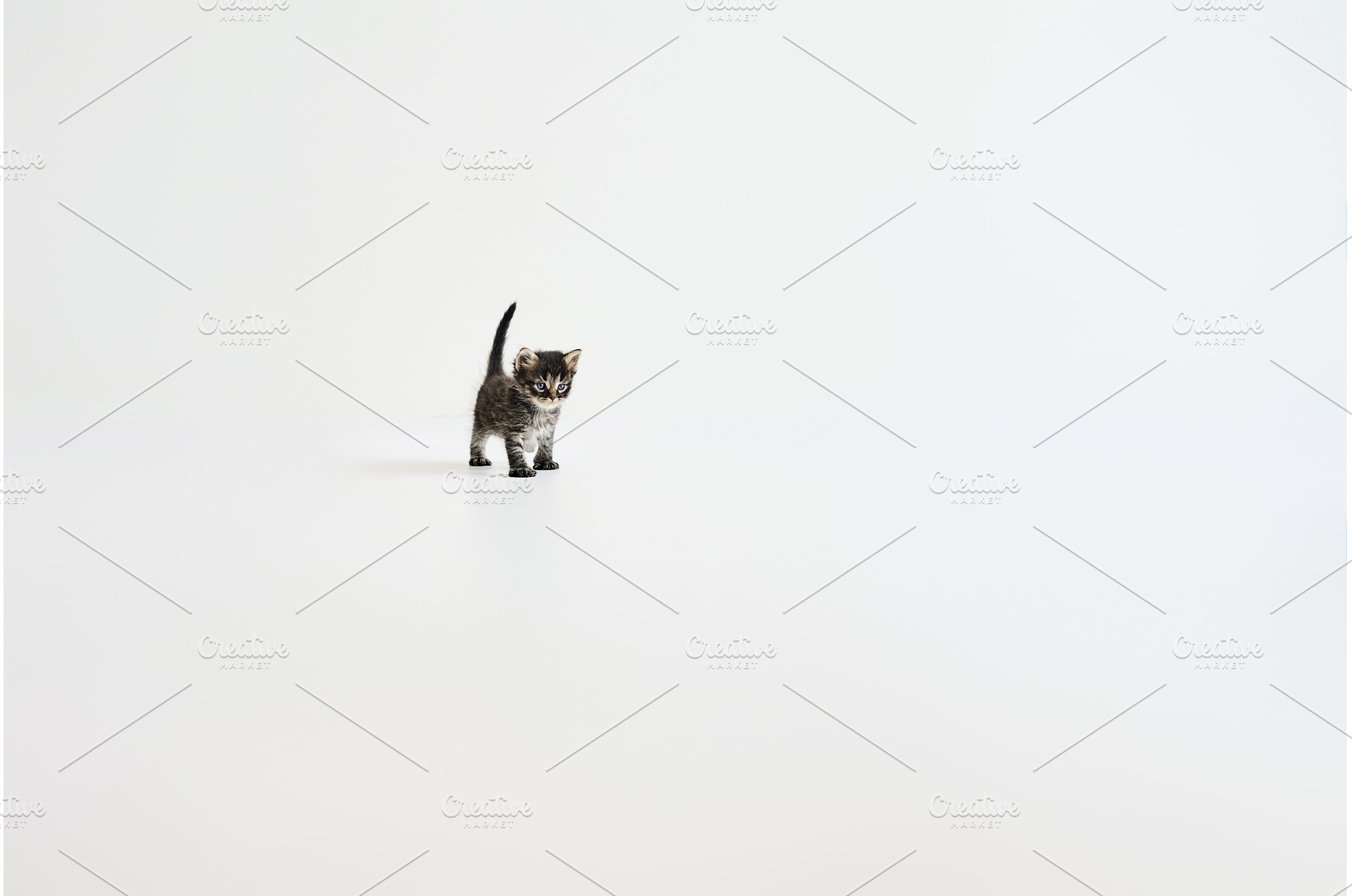 Playful small tabby kitten walking, an Animal Photo by Gladkov photography