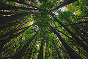 NATURAL MATTE, a Nature Photo by KABSPHOTOGRAPHY (Thumbnail 6 of 11)