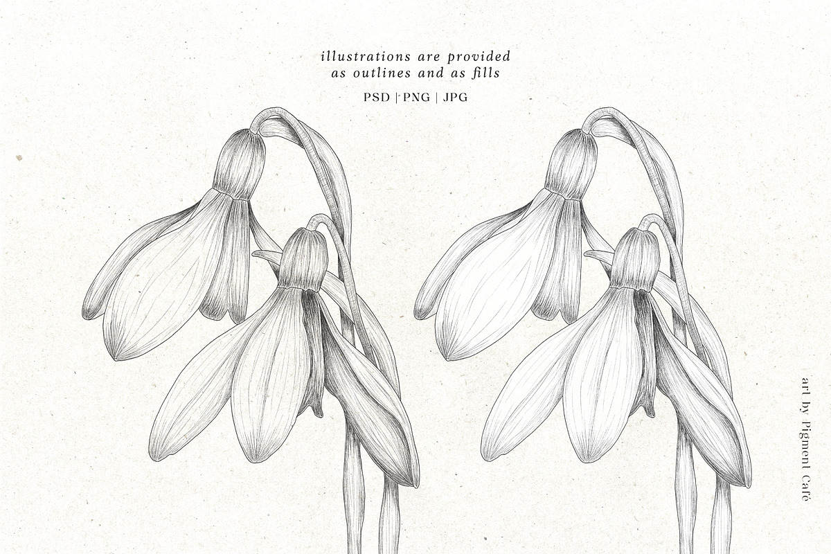 Snowdrop Flowers & Card Templates, an Illustration by Pigment Café (Photo 7 of 8)
