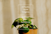 Porchlight classic serif font, a Serif Font by Ana's Fonts (Thumbnail 3 of 8)