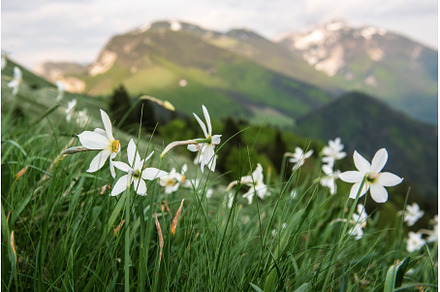 White daffodil narcissus flowers on, a Nature Photo by Nature and travel
