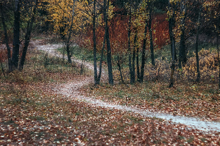 Landscape footpath in the autumn yellow forest. Retro style, a Nature Photo by TanaCh