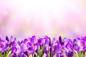 Spring background with crocus flower stock photo containing spring and floral