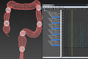 Human colon. Animated, a Characters & Person 3D Model by konstantin.ermolaev (Thumbnail 6 of 6)
