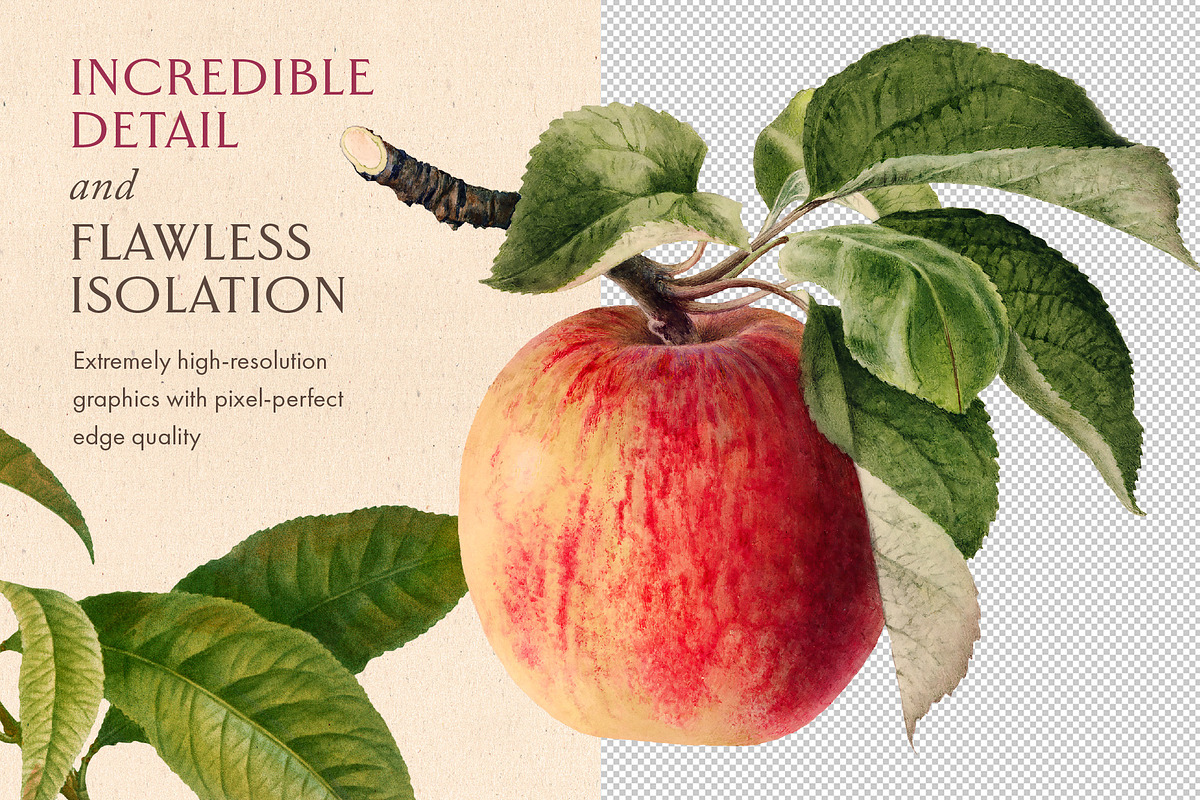 80 Fruits & Vegetables, an Object Graphic by The Object Atlas (Photo 3 of 10)