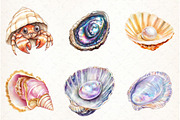 Watercolor Summer Seashell Clipart, an Illustration by Watercolor design (Thumbnail 2 of 4)