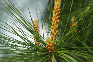 Vertical macro shot of young pine shoots or candles. Close-up of new green need, a Nature Photo by Rohan Photography