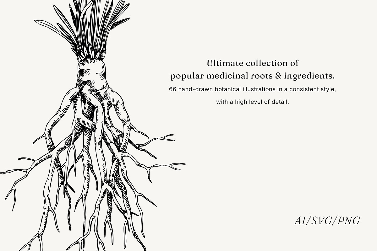 Medicinal Roots Illustrations Set, a Healthcare Illustration by Yevheniia (Photo 2 of 12)
