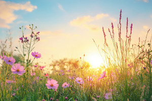 Beautiful summer rustic landscape, a Photo by Pavel_design