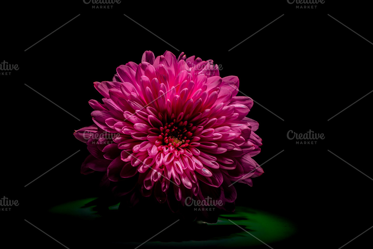 Dark Background Floral Bloom, a Nature Photo by Silent Nature (Photo 5 of 10)