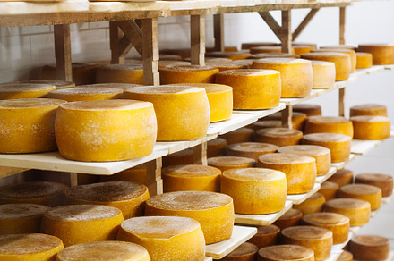 Cow milk cheese stored featuring aging, agriculture, and cellar