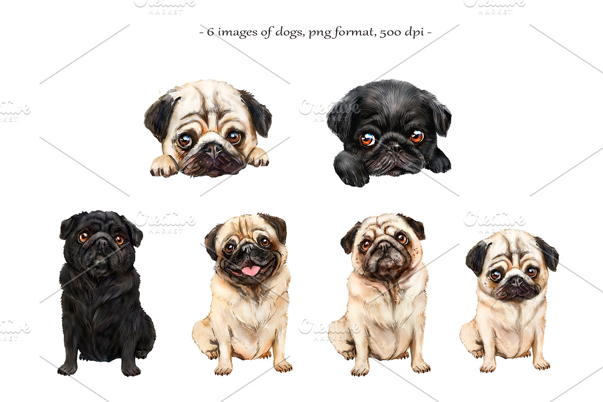 Pugs dogs watercolor clipart., an Animal Illustration by SavinV (Photo 3 of 7)