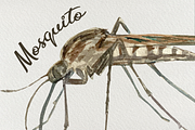 Mosquito Life Cycle Clip Arts, an Education Illustration by Tati Bordiu (Thumbnail 3 of 4)