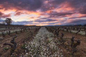 Sunrise in a vineyard in winter