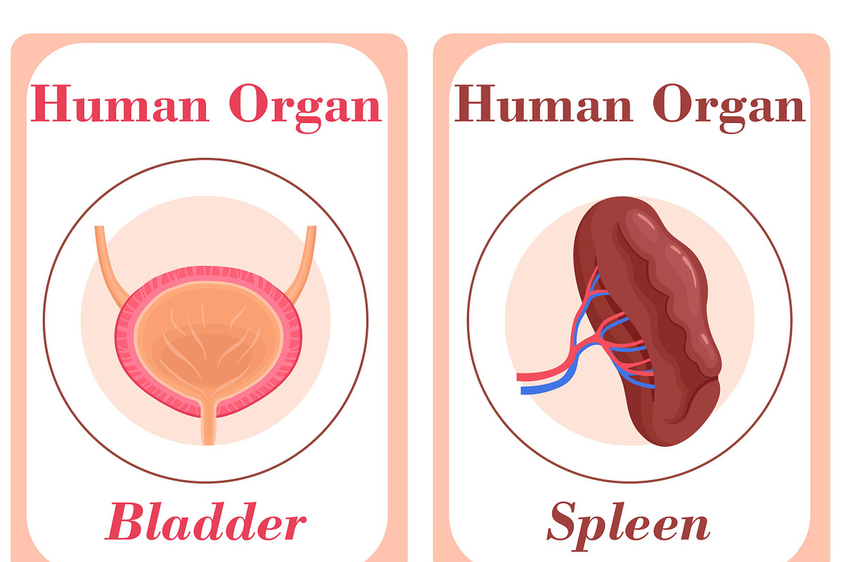 Human Organs Flash Cards, a Card Template by DigitalsDesigns (Photo 4 of 4)