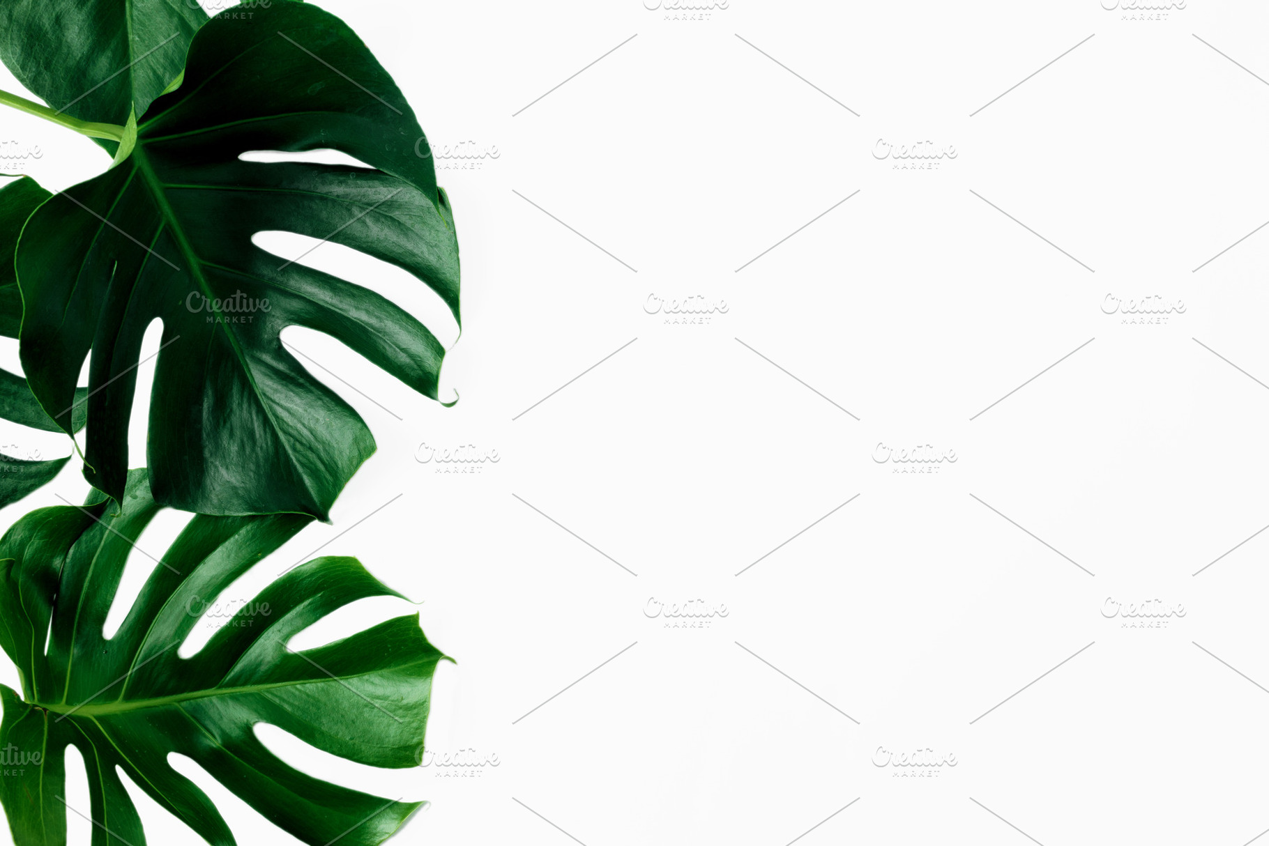 Tropical leaves monstera containing monstera, leaves, and leaf, a Nature Photo by KucherPhoto