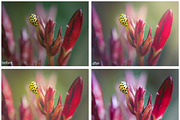 45 Sunlight Lightroom Presets, a Preset Add-On by Pastel Presets (Thumbnail 3 of 4)