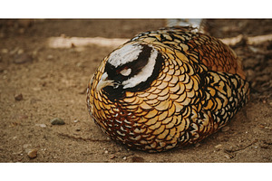 Reeves's pheasant sleeping in yard, an Animal Photo by Our Amazing World