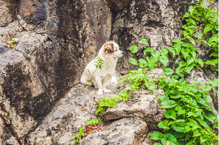 Small white puppy sitting on a stone, an Animal Photo by Elizaveta Galitskaya