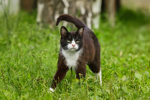 Young white and black cat walking in, an Animal Photo by AlexBush