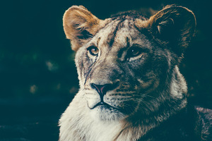 Lioness stock photo containing lion and lioness
