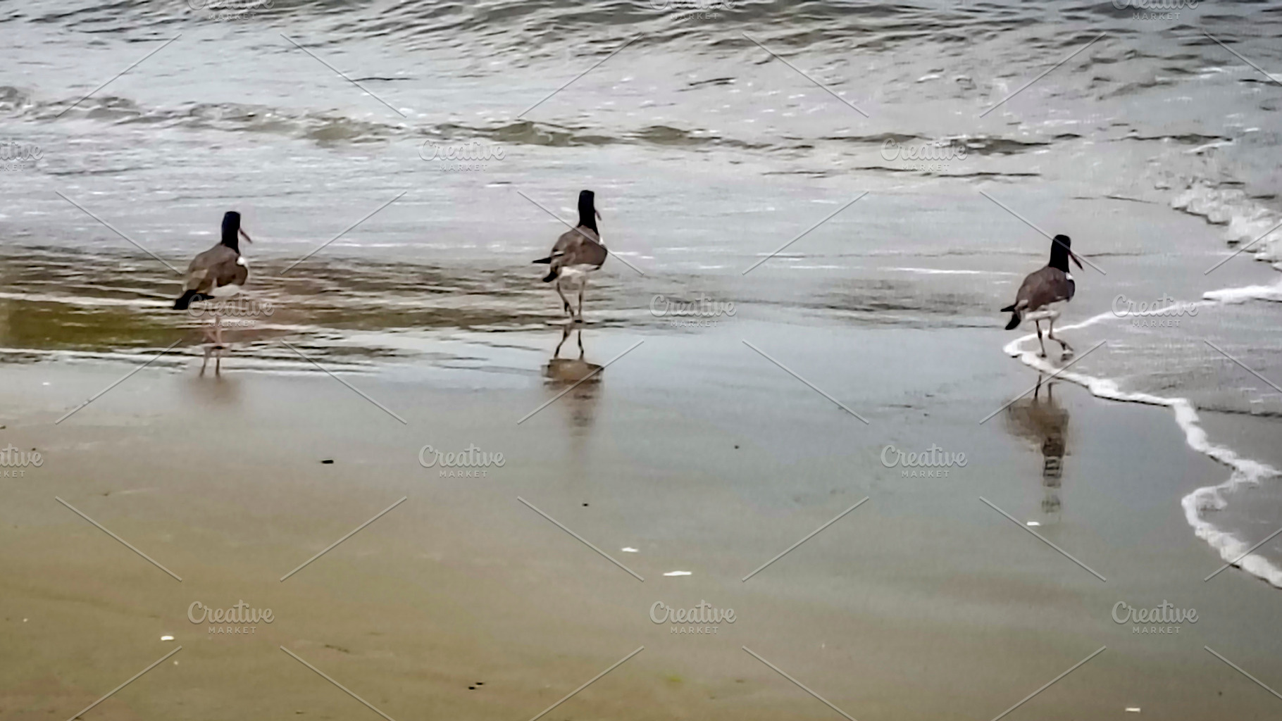 Birds walking along the shore, a Nature Photo by DanFLCreativo