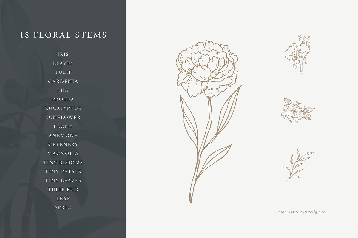 Floral Stems: Botanical Illustration, an Illustration by Sarah Ann Design (Photo 3 of 7)