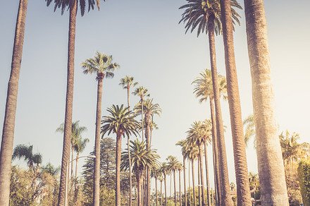 Palms of beverly hills stock photo containing beverly and hills