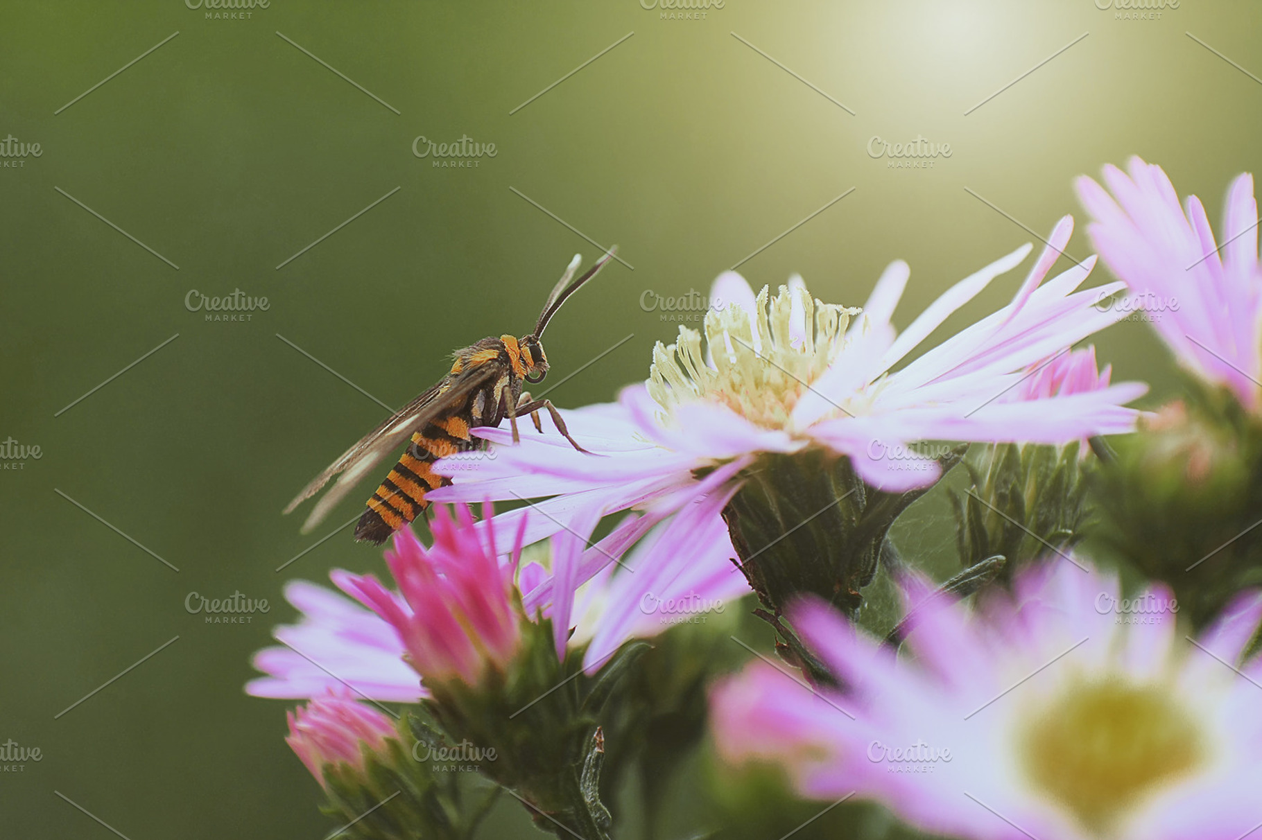 BEAUTIFUL INSECT, an Animal Photo by Salman Photocreative